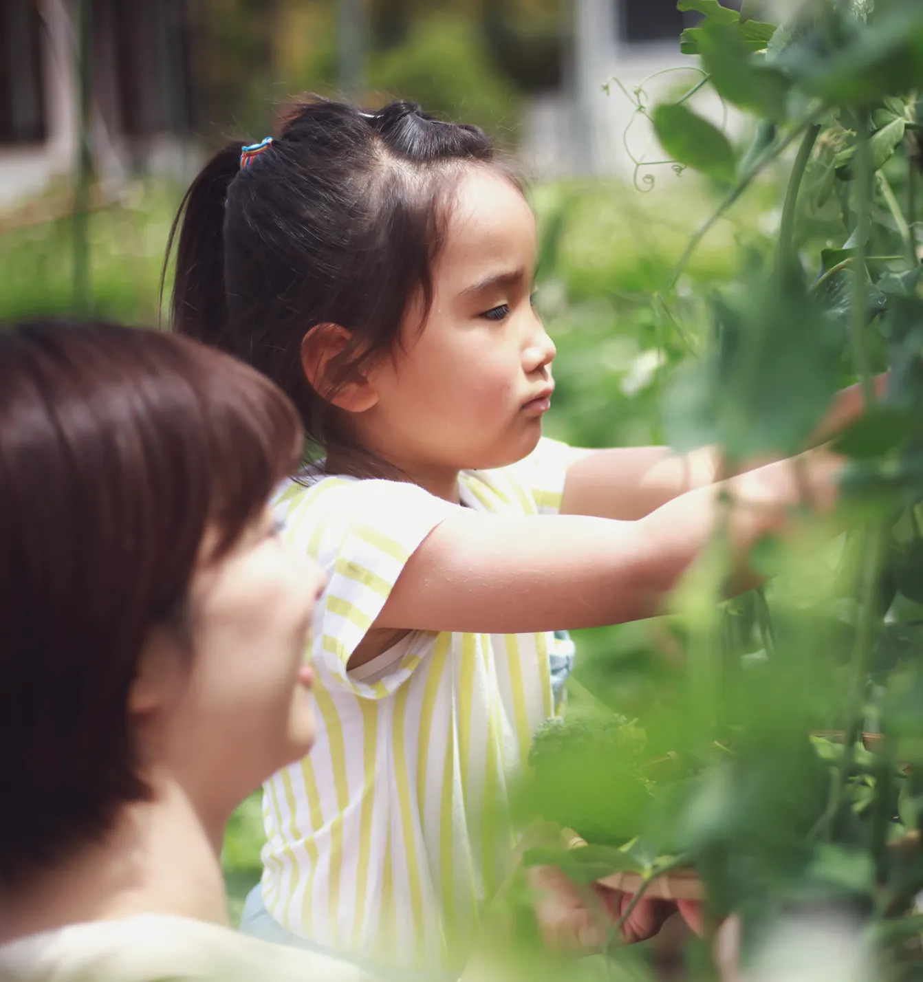 農業体験・食育