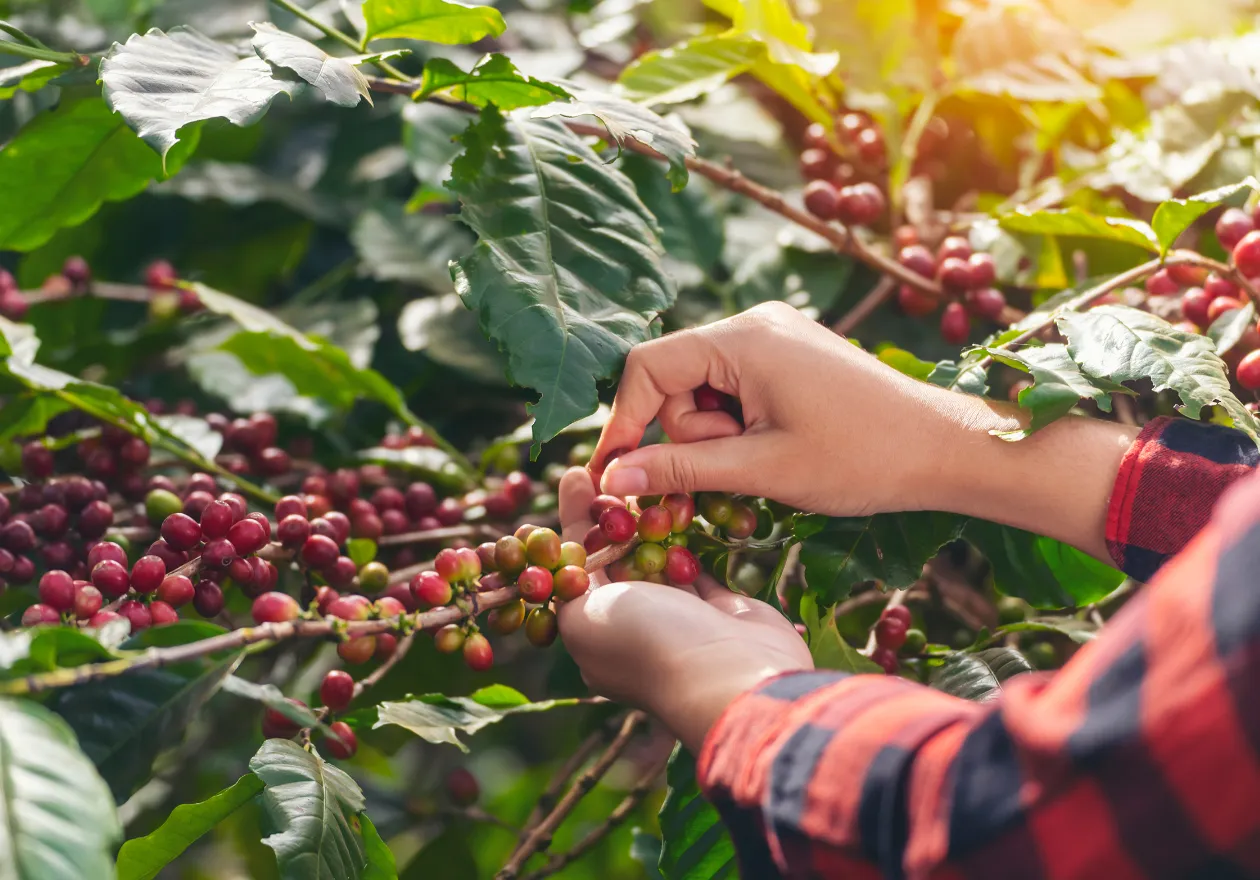 国産コーヒー収穫体験 イメージ