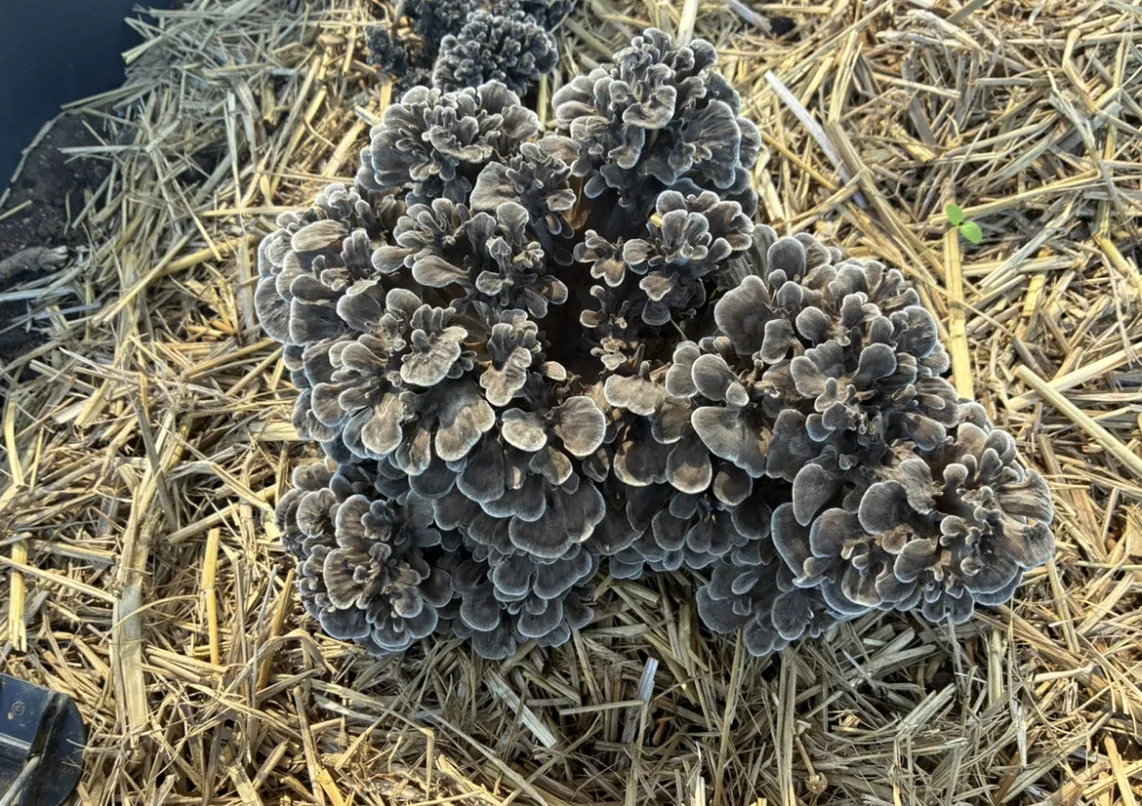 原木キノコ　イメージ