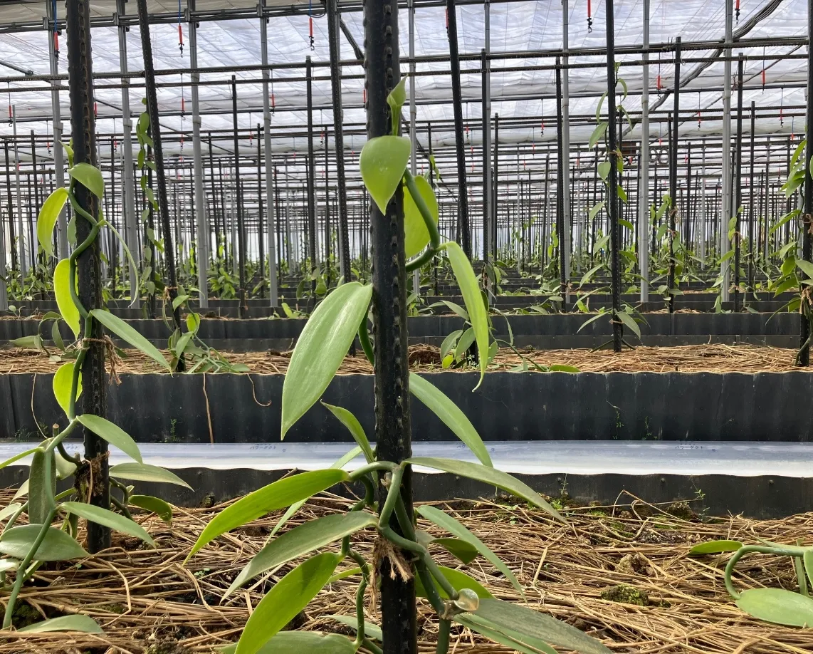 国産バニラ　イメージ