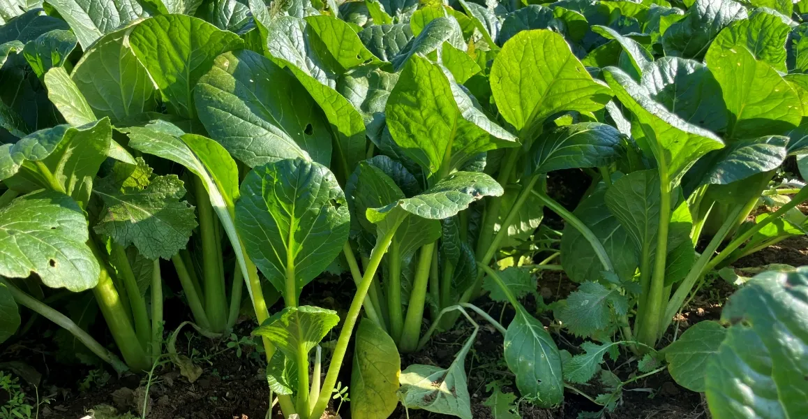 野菜・果樹　イメージ