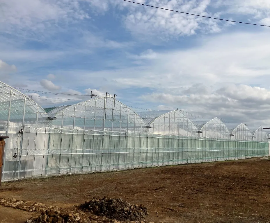 中野林ハウス農園 写真