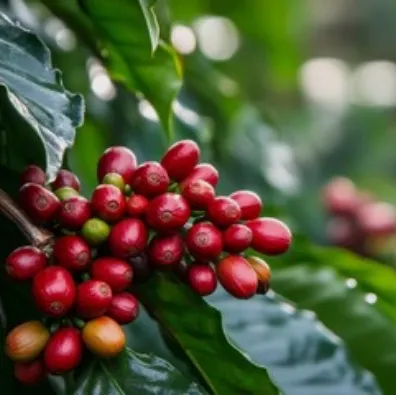 コーヒー栽培<br>ソリューション