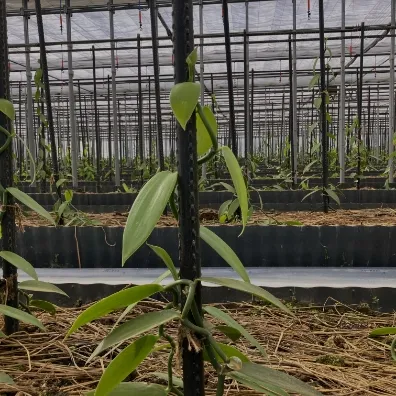 バニラ栽培<br>ソリューション