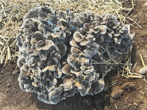 メッセージ2イメージ